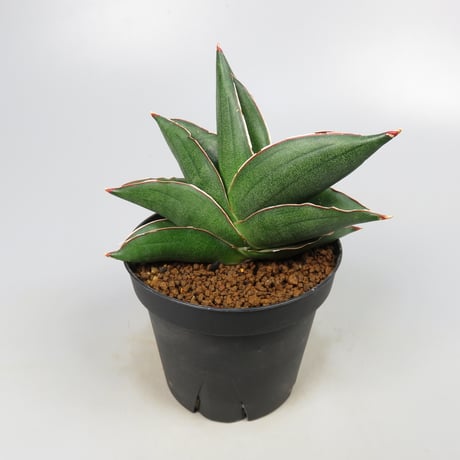 Sansevieria Noah's Ark from Yoky plant