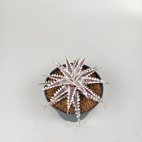 Dyckia 'Freddy's Wing' Otto Bromeliad Hybrid