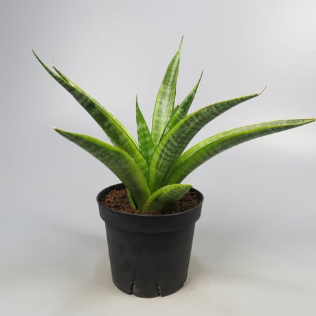 Sansevieria Cordova variegated from Yoky plant