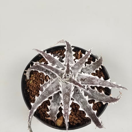 Dyckia Evil Wing Otto Bromeliad Hybrid