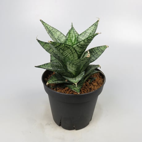 Sansevieria Ehrendel