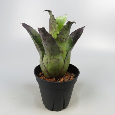 Hohenbergia leopoldo-horstii Black form