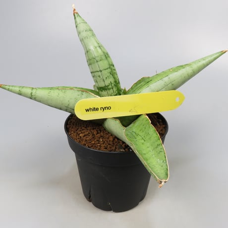 Sansevieria White Rhino from Yoky plant