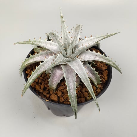 xDychorium Dyckia braunii x Encholirium agavoides Hybrid Brazil