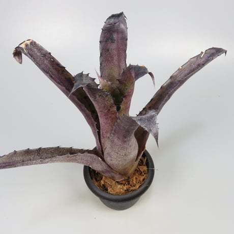 Hohenbergia leopoldo-horstii Hawaii form