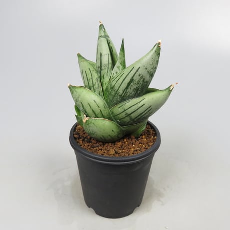 Sansevieria Infinity from Yoky plant