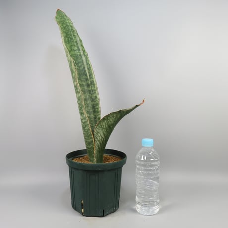 Sansevieria Silver Dragon