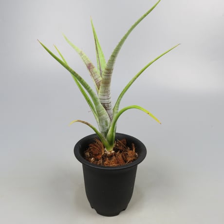 Neoregelia pauciflora Scurfy clone (White form)