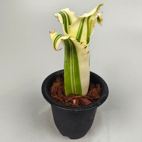 Hohenbergia Karla (BCR11568) ex Hermann Prinsler