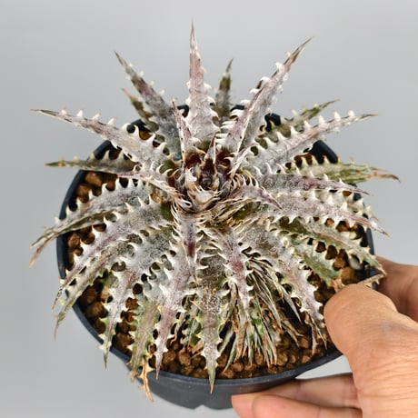 Dyckia Fountain × (SSH × RRP)  #N026