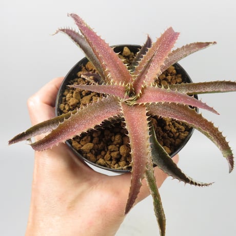 Orthophytum (Iron Ore x (Brittle Star x saxicola))