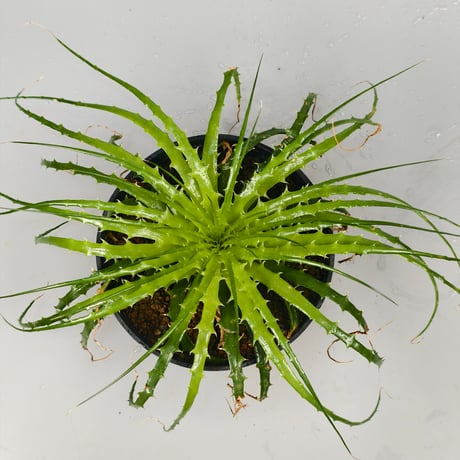 Encholirium horridum type MG Minas Gerais Brazil from Wild seed