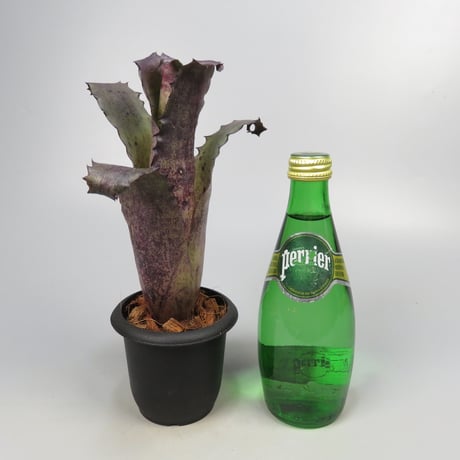 Hohenbergia sp. 357