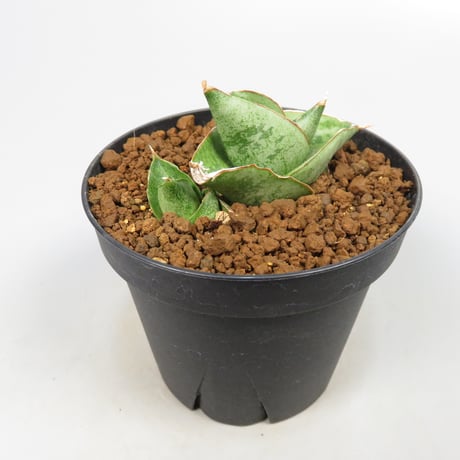 Sansevieria San Luk from Yoky plant