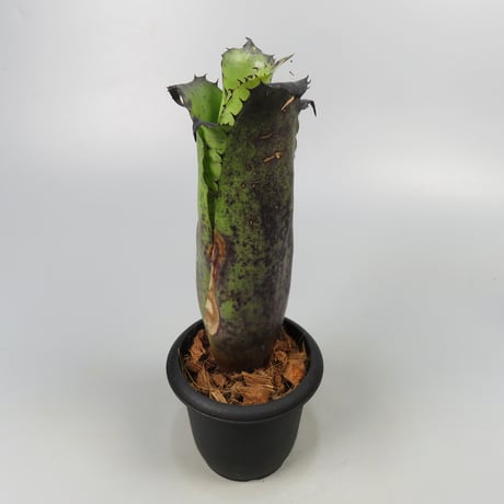 Hohenbergia Special Spine