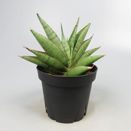 Sansevieria matsumoto castle from Yoky plant