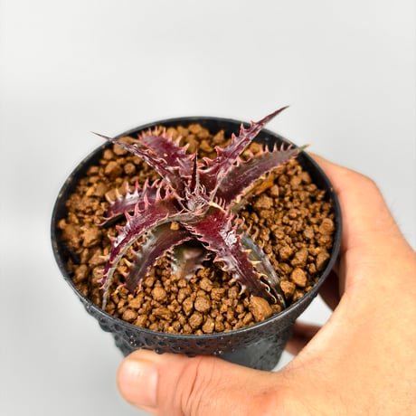 Dyckia 'Pink Millipede'