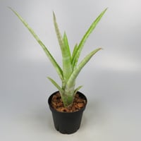 Aechmea 'Charles Hodgson' Bromeliad Cultivar Register (125)