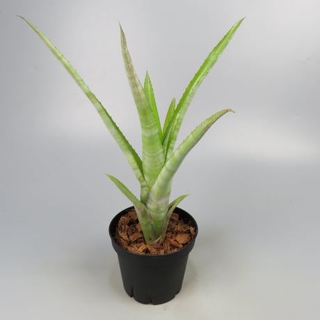 Aechmea 'Charles Hodgson' Bromeliad Cultivar Register (125)