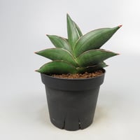 Sansevieria Noah's Ark from Yoky plant