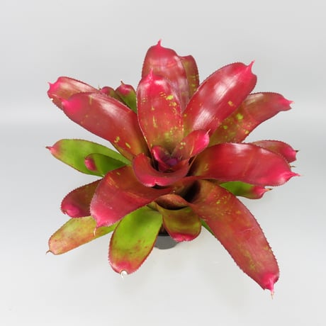 Neoregelia 'Super Pink Tone'