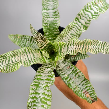 Cryptanthus 'Ocean Mist' Bromeliad Cultivar Register (1910)