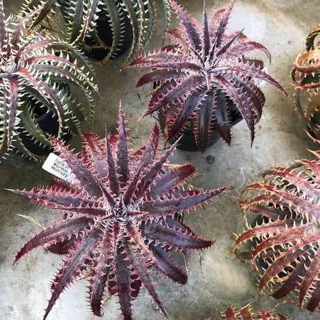 Dyckia 'Kali' (Warren × Mercury) Sueb Hybrid