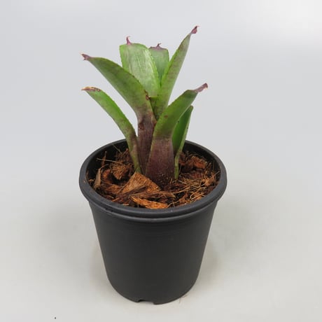 Neoregelia dungsiana TF4479 (Rio de Janeiro, Brazil)