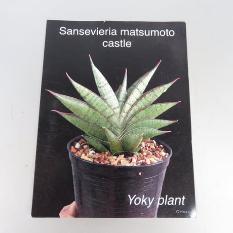 Sansevieria matsumoto castle from Yoky plant