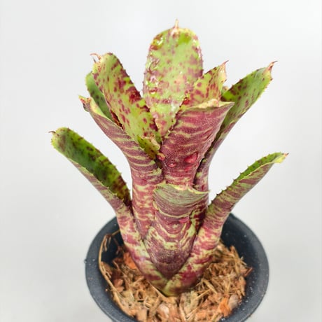 Neoregelia Tiger Sprung