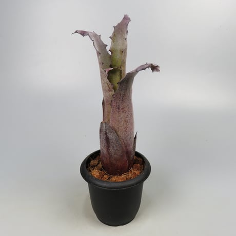 Hohenbergia sp. 357