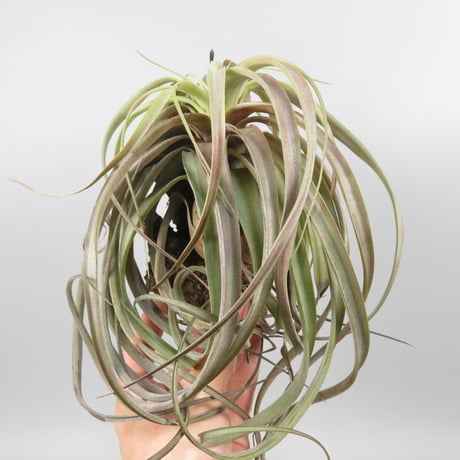 Tillandsia 'Love Knot'