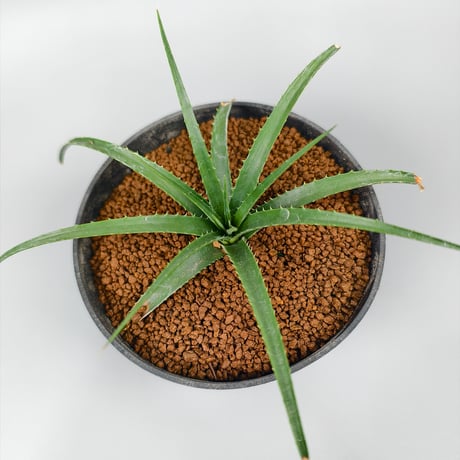 Sincoraea hatschbachii ex Cherry Basic