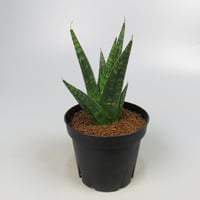Sansevieria Manny pacquiao from Yoky plant