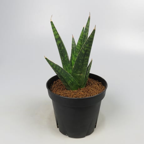 Sansevieria Manny pacquiao from Yoky plant
