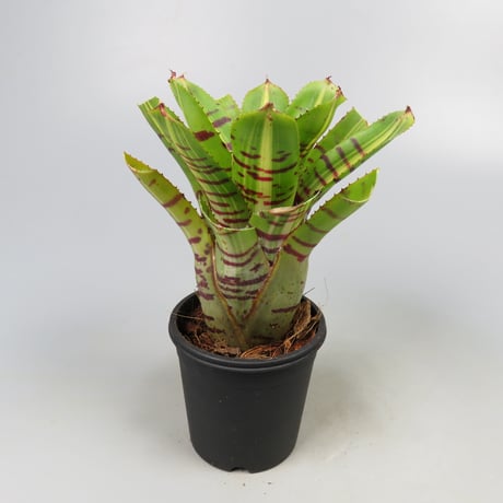 Neoregelia 'Half Pint' Bromeliad Cultivar Register (11235)