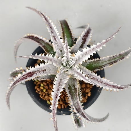 Dyckia 'Phanat Nikhom'