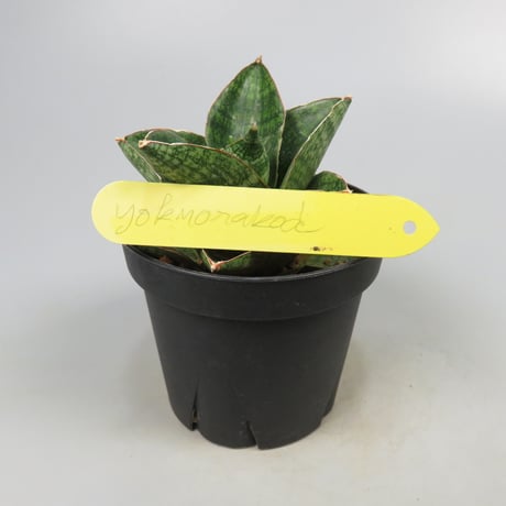 Sansevieria Yokmorakot from Yoky plant