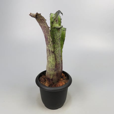 Hohenbergia magnispina ex Hermann Prinsler