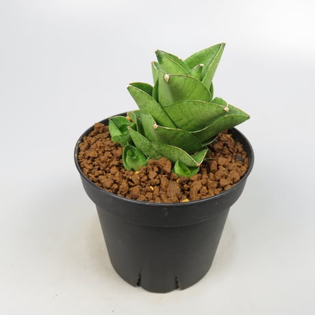 Sansevieria Mini Condo from Yoky plant