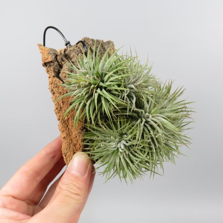 Tillandsia 'Pleiades' cv. of ionantha (Clump)