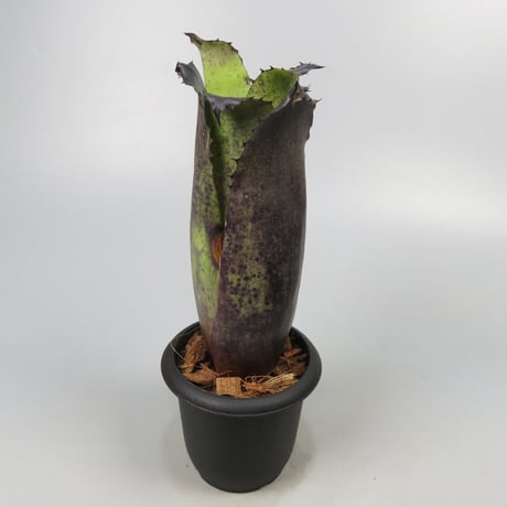 Hohenbergia Special Spine