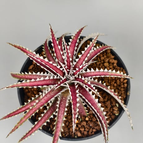 Dyckia Uncle Ray  Bill Baker hybrid