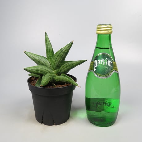 Sansevieria Taurus from Yoky plant