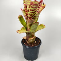 Neoregelia (lilliputiana x BAM) x (lilliputiana x punctatissima)