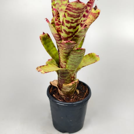 Neoregelia (lilliputiana x BAM) x (lilliputiana x punctatissima)