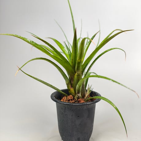 Aechmea recurvata var. benrathii stoloniferus ex SN