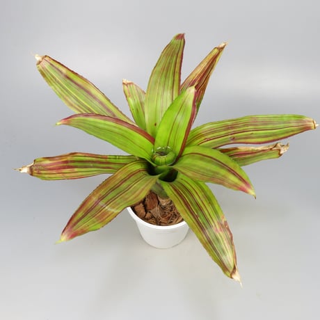 Neoregelia 'Amazing Grace' Bromeliad Cultivar Register (2897)