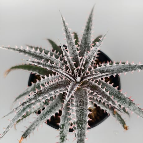 Dyckia 'Kali' Sueb Hybrid