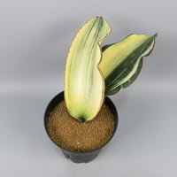 Sansevieria mafinga (Green form)